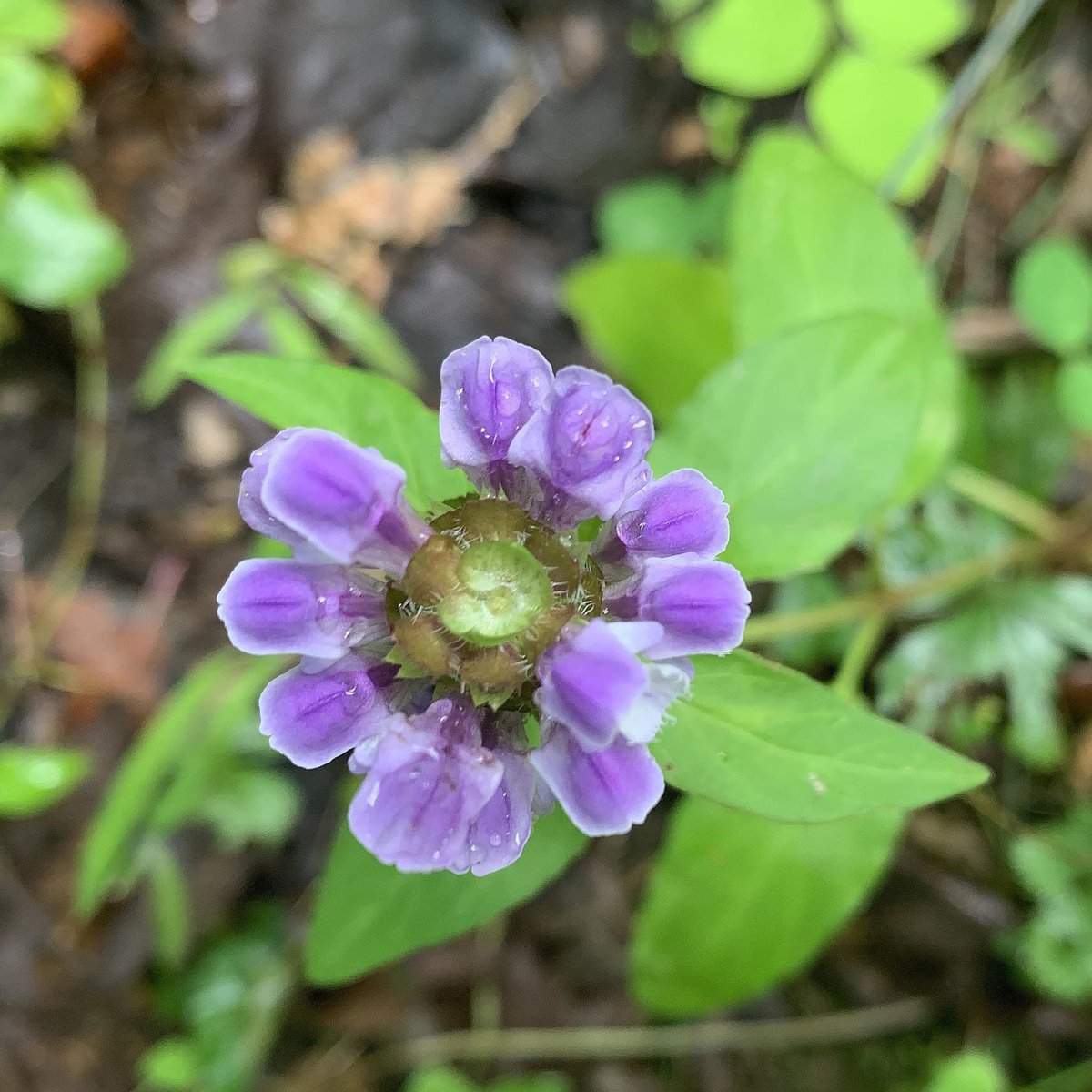 The Land Conservancy of New Jersey tweet media