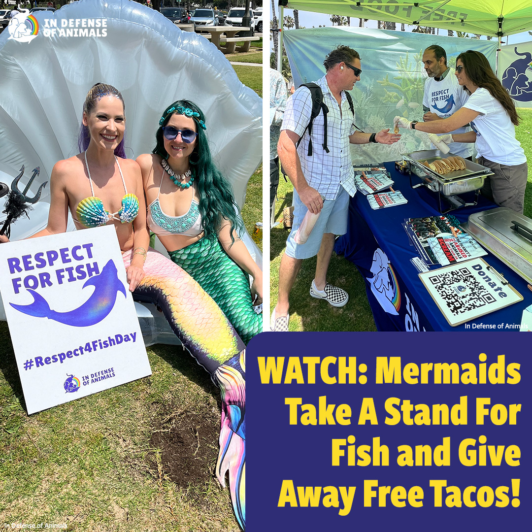 IDAUSA's tweet photo. Mermaids and fish agree: fish farming is bad! In Defense of Animalsโ fishless taco giveaway on #RespectForFishDay encouraged people to choose compassionate food options and have fun while doing it!
WATCH: https://t.co/AbgrxlHkGV
Pls RT and support: https://t.co/cH6dksAxef https://t.co/mtcTWd7LEn