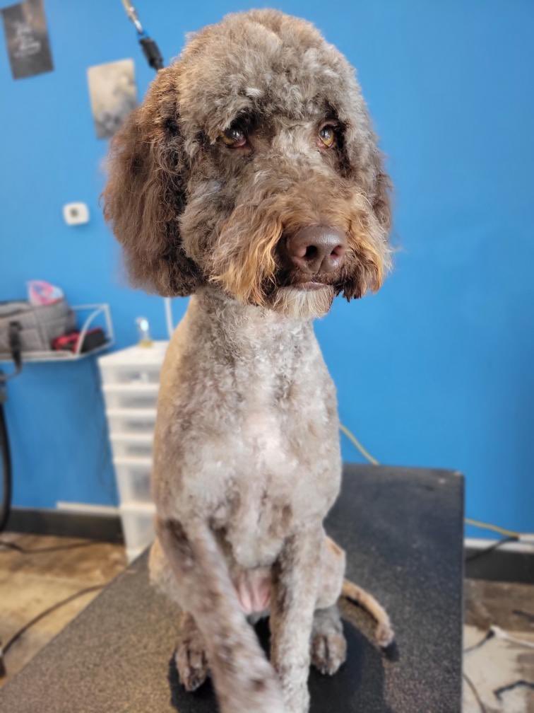 MuttandJoe's tweet photo. Oh to be primped and admired like Charlie! ✂️😍
.
.
.
#muttandjoe #dogwash #doggrooming #coffeeshop #marylandgroomers #marylanddogs #marylanddogspots #marylandcoffee #mddogs #severnapark #severnaparkmd #severnaparkdogs https://t.co/aaddw4p5bo