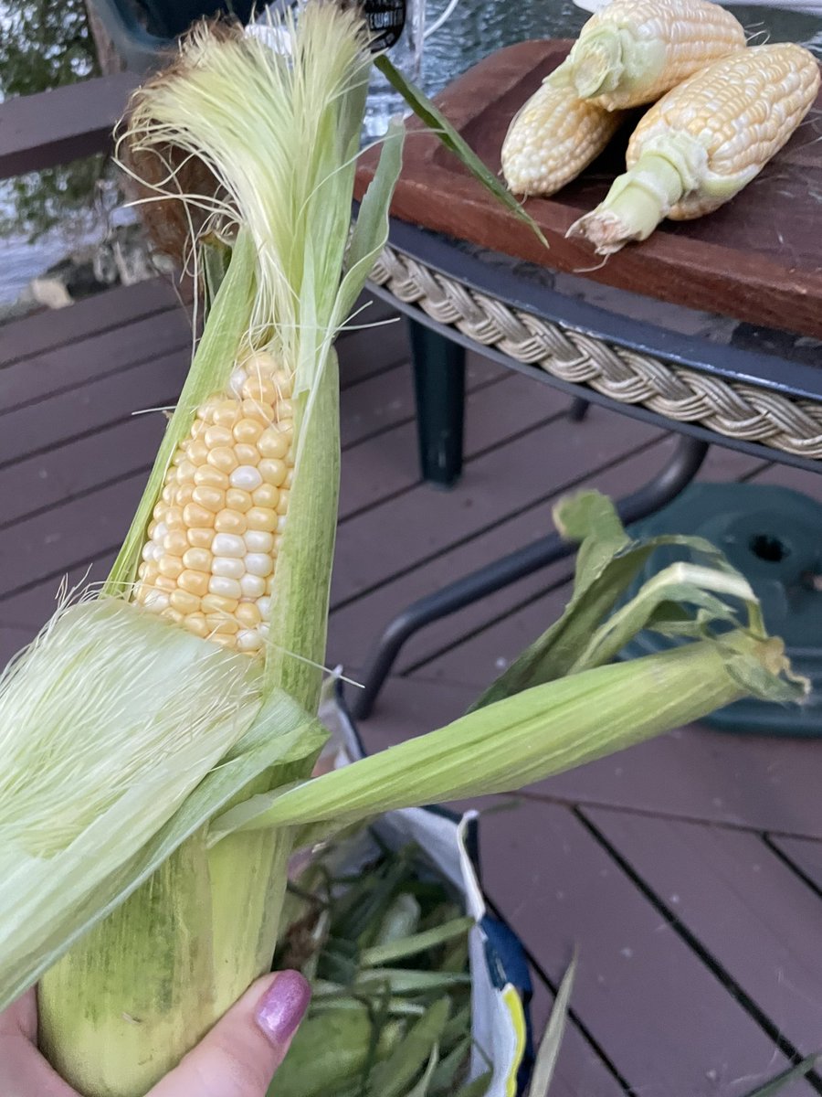 Sarah Freemark she/her tweet media