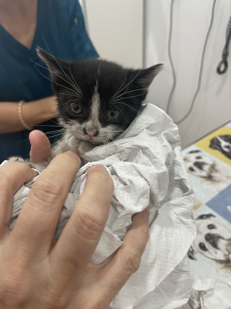 kittyfollen_'s tweet photo. 🔴🔴DIFUSIÓN POR FAVOR🔴🔴

🔴Estoy en veterinario y hoy nos han traído una gatita de apenas 1 mes. Ya está limpita pero necesitamos una casa de acogida en MADRID. ES buenísima, la hemos bañado y se ha dejado, no paraba de ronronear con las caricias y aún toma biberón. AYUDA🥺🔴 https://t.co/Q5XwUwuFbz