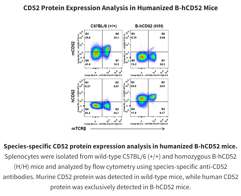 bio_mice's tweet photo. Seeking a humanized CD52 model to evaluate novel anti-CD52 therapies? Our humanized immune-checkpoint mouse models provide a robust preclinical platform for efficacy evaluation. Check out our B-hCD52 Mice: https://t.co/Eg0vCWJzOJ #mousemodel #immunecheckpoint #humanizedmodel https://t.co/e7qh76lIiK