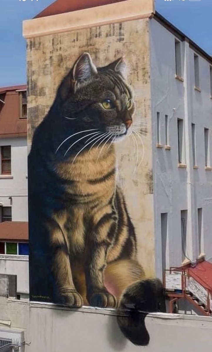 Este gato de grandes dimensiones,es un mural realizado por el artista Swiftmantis,realizado en la localidad de Papaioea , Palmeston North en Nueva Zelanda. Este gato callejero es llamado Squishee. El autor se caracteriza por desarrollar sus obras del reino animal . ✊🐾😻