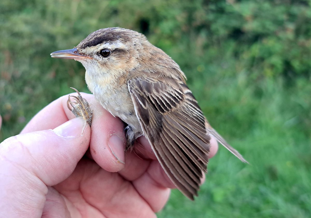 North Wiltshire Ringing Group ringing control: Sedge Warbler ringed Donges, Loire-Atlantique, France on21st August 2022, controlled by us on Salisbury Plain on 24th August 2023. 368 days since ringed, 438kn movement #birdirnging #migration