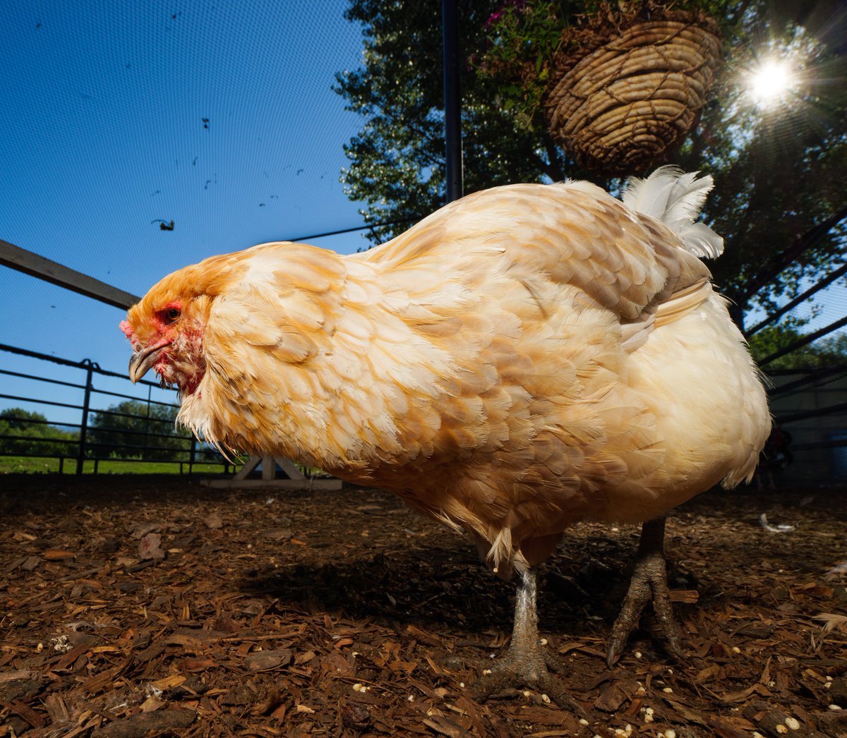In the summer sun's warm embrace,
Golden chicken hunts treats with grace.

(retweet to send a treat live.ourchickenlife.com)