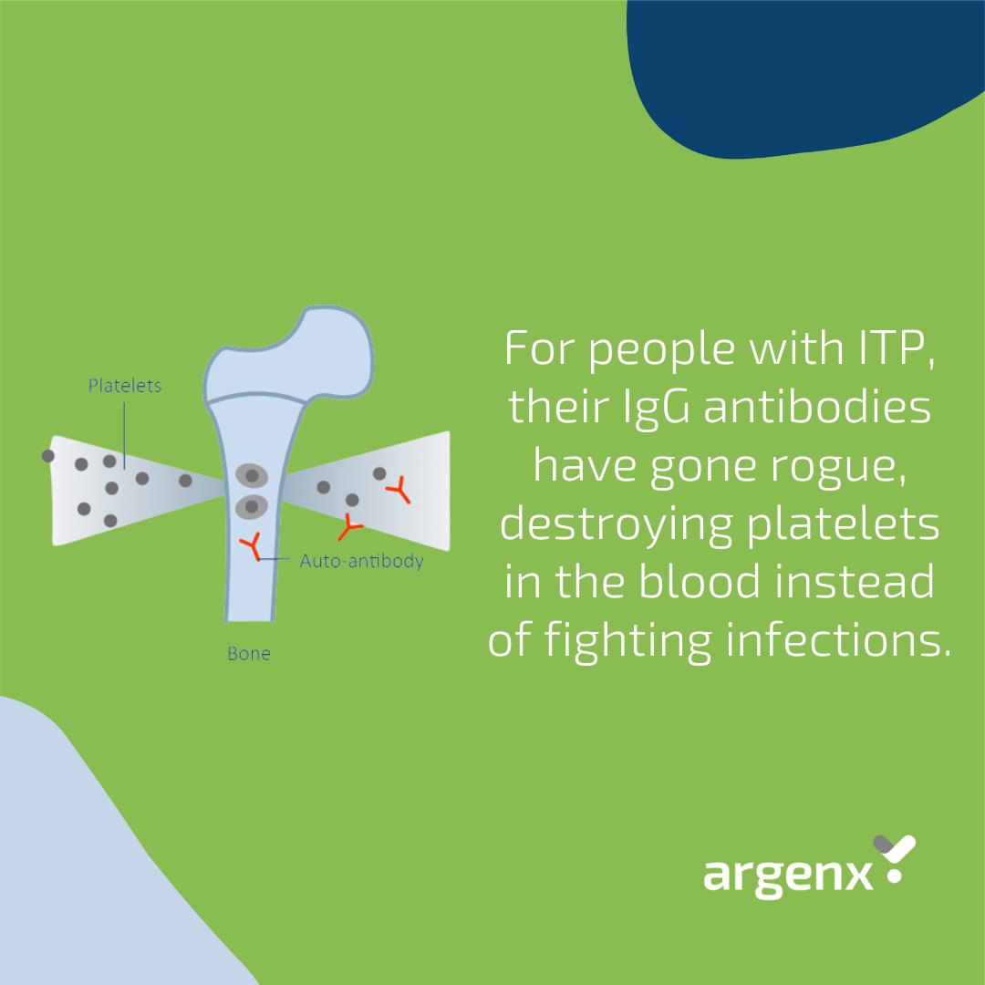 argenxglobal's tweet photo. It’s #ITPAwarenessMonth! So what is ITP exactly, who is impacted, and how is it related to other rare autoimmune diseases?
Discover how to get involved in #ITPAwarenessMonth here: https://t.co/PgQal3Iaj6
#ITPKnowledgeIsPower https://t.co/gFTSV2z07V