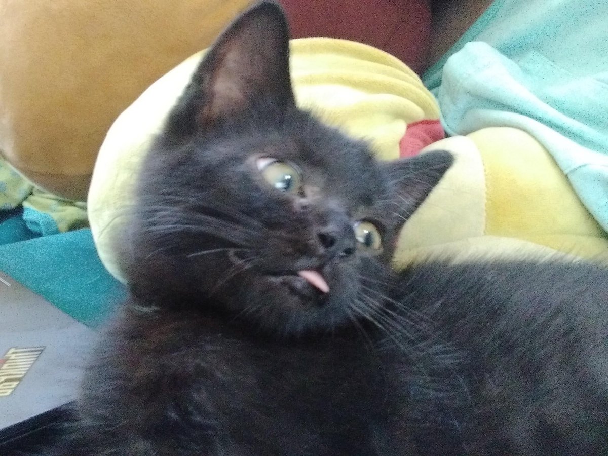 HowLovelyDeer's tweet photo. @pinkiepoppy Some of my silly babies. https://t.co/fcu4XPoLsn