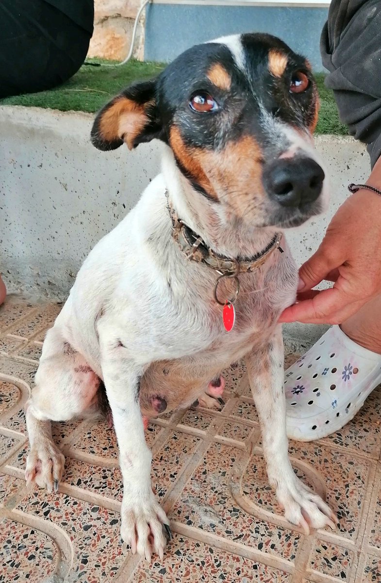 #Murcia
Os presentamos a #DIVA, la nueva abuela (unos 11 años), rescatada de la perrera.

Su vida no ha debido ser fácil, probablemente ha estado criando hasta más no poder y, su pésimo estado físico se ve a lo lejos, poco más hay que decir de momento.
Os iremos contando como se