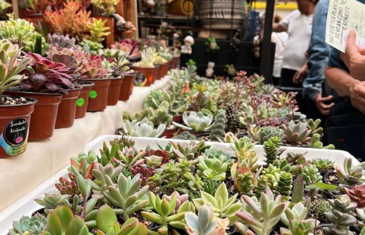 DONDEIRweb's tweet photo. Si ya te sientes “la señora de las plantas”, ojo, porque en octubre llega el Plant Fest a CDMX 🪴😍 https://t.co/8dEZWkw3Nl https://t.co/FD5TQtEy3P