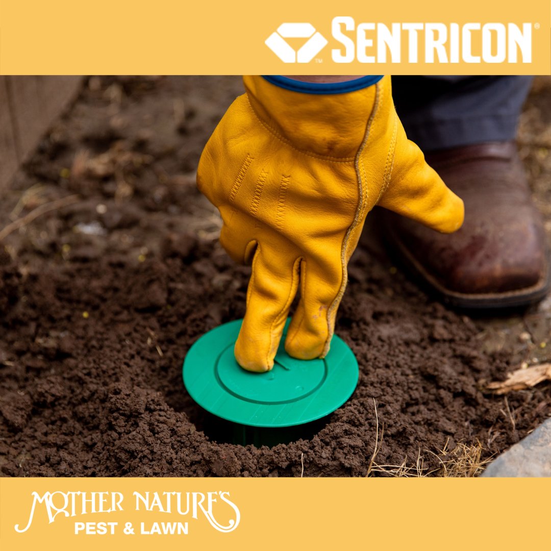 MotherPestOK's tweet image. We use effective termite techniques tailored specifically to stop termite colonies in their tracks 🐛  Sign up for our termite control services and save $100 on Sentricon system installation. Visit pestsecret.com for more info! #termitecontroltulsa #okcpestcontrol