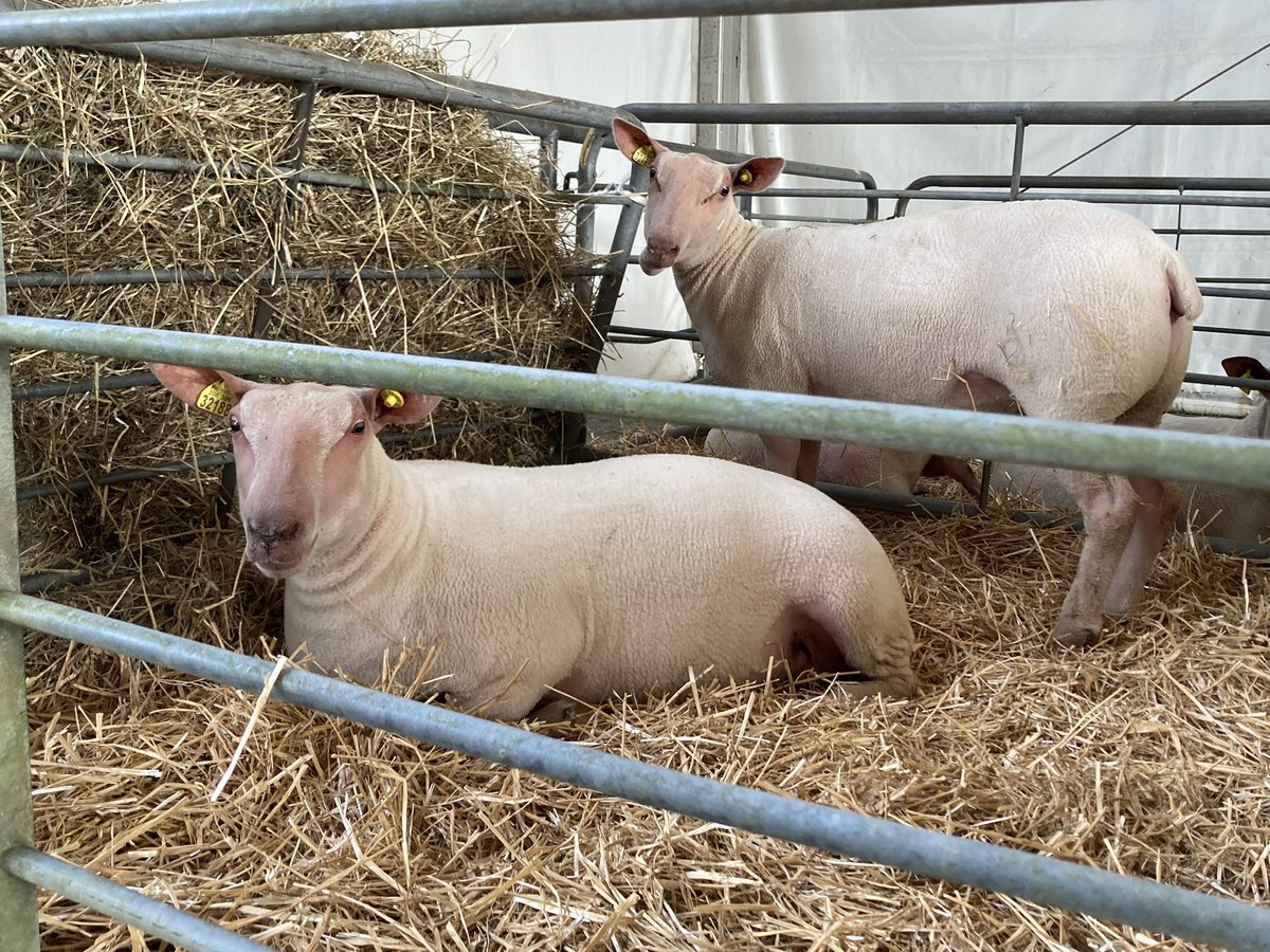 Inn_Ovin's tweet photo. J-1 avant @Tech_Ovin ! Rendez-vous sous le chapiteau A pour jouer à la roue de l’#installation et repartir avec pleins de cadeaux 🎉🐑
Les stands Inn’ovin et Inn’ovin Nouvelle-Aquitaine vous attendent avec impatience et sous le soleil ☀️ ! #TechOvin https://t.co/QCh59KjF9U