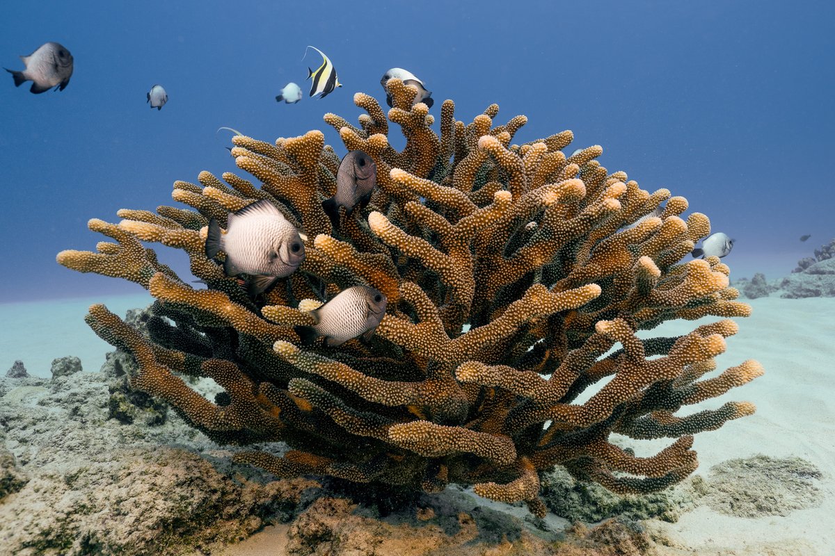 coral_org's tweet photo. Conservation Week Extension! LAST CHANCE to make a splash 🐠💙 The CORAL Current is your way to give back and receive a gift from us in return 🪸🧡 Act now to help save the corals: https://t.co/B1QhzCgyYw #conservationweek #saveourseas #oceanconservation 📷 Kellon Spencer https://t.co/W2G5zZTIZ4