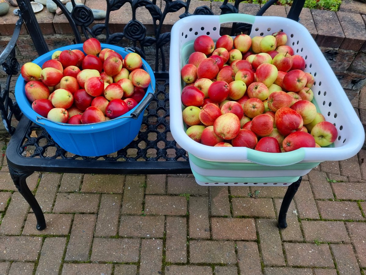 Now what? 🙈🤔🤣
#apples
#harvest
#applerecipes