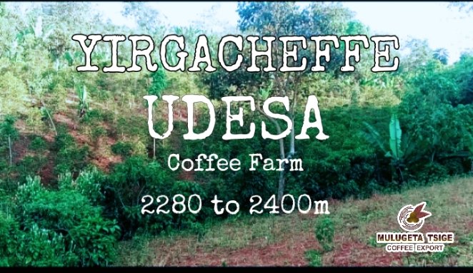 Yirgacheffe UDESA COFFEE FARM
The altitude is 2280 to 2400 m
 It is a place where high quality coffee is grown

Taste UDESA coffee, you will always enjoy it
Refresh the day with UDESA coffee

#mulugetatsigecoffee #ethiopiacoffee
#Yirgacheffeudesacoffee
#udesa #udesacoffee