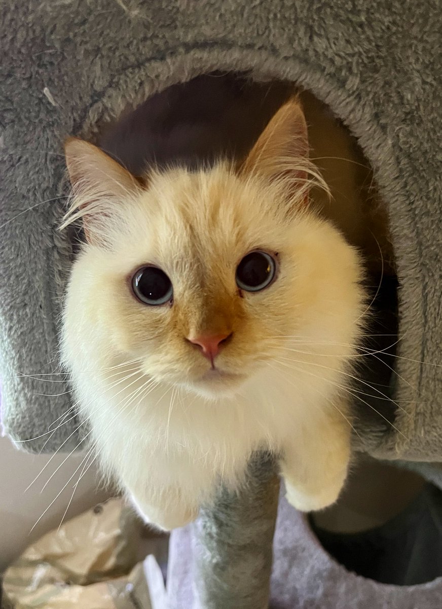 aria_diary_0815's tweet photo. おはようございます😃

#猫の居る暮らし #猫好きさんと繋がりたい #猫がいる幸せ #猫 https://t.co/bsTvHfjjK3