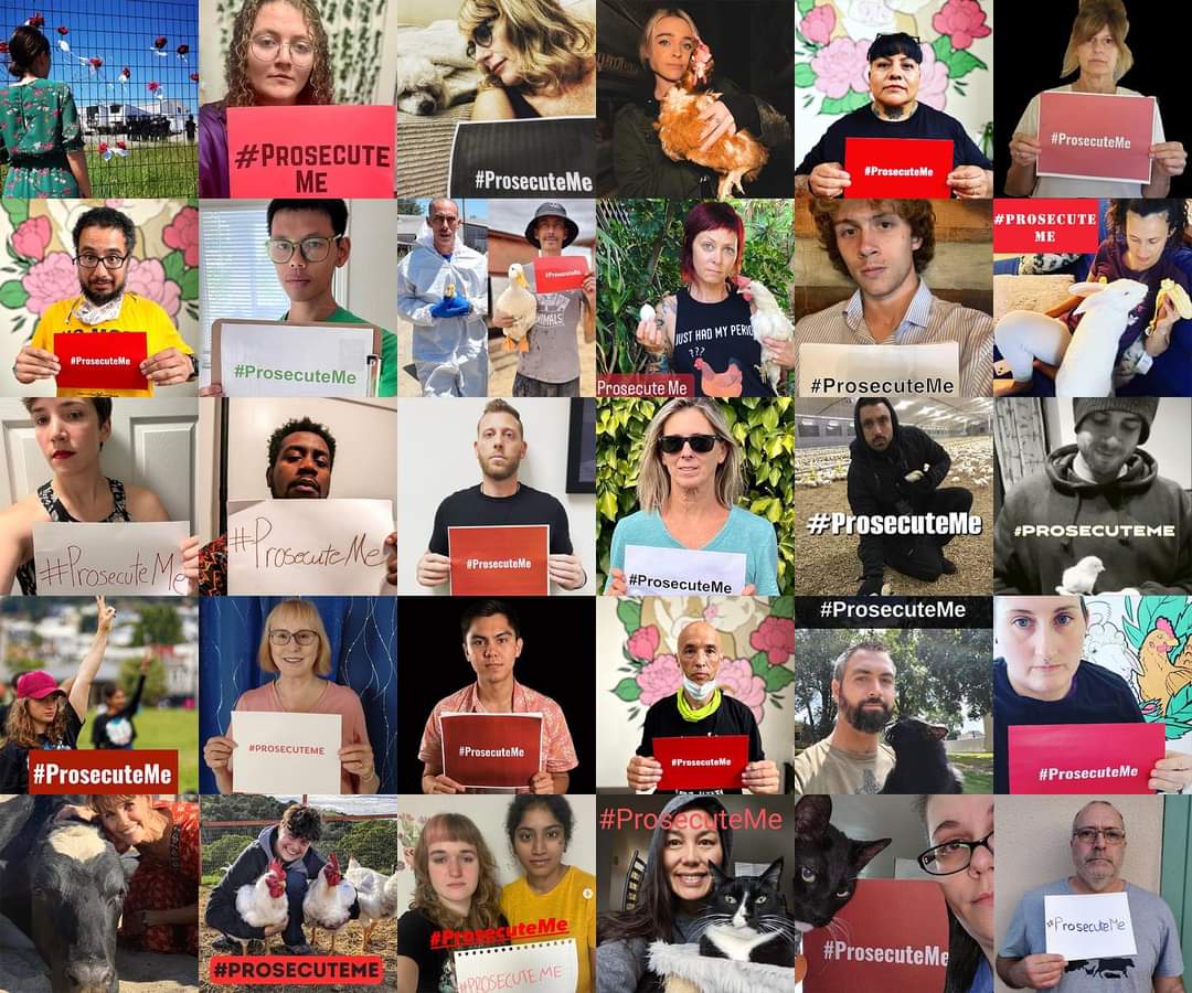 dxeverywheresf's tweet photo. The public is showing support for brave activists during the #SonomaRescueTrial! @sonomacoda prosecutors are trying to imprison @priyadxe27, @cassie_dxe, &amp; @waynehhsiung for rescuing animals from factory farms.
Join: https://t.co/gBGdXynP8z
#ProsecuteMe: https://t.co/b4Sn3aMkur https://t.co/ij8rTr8r27
