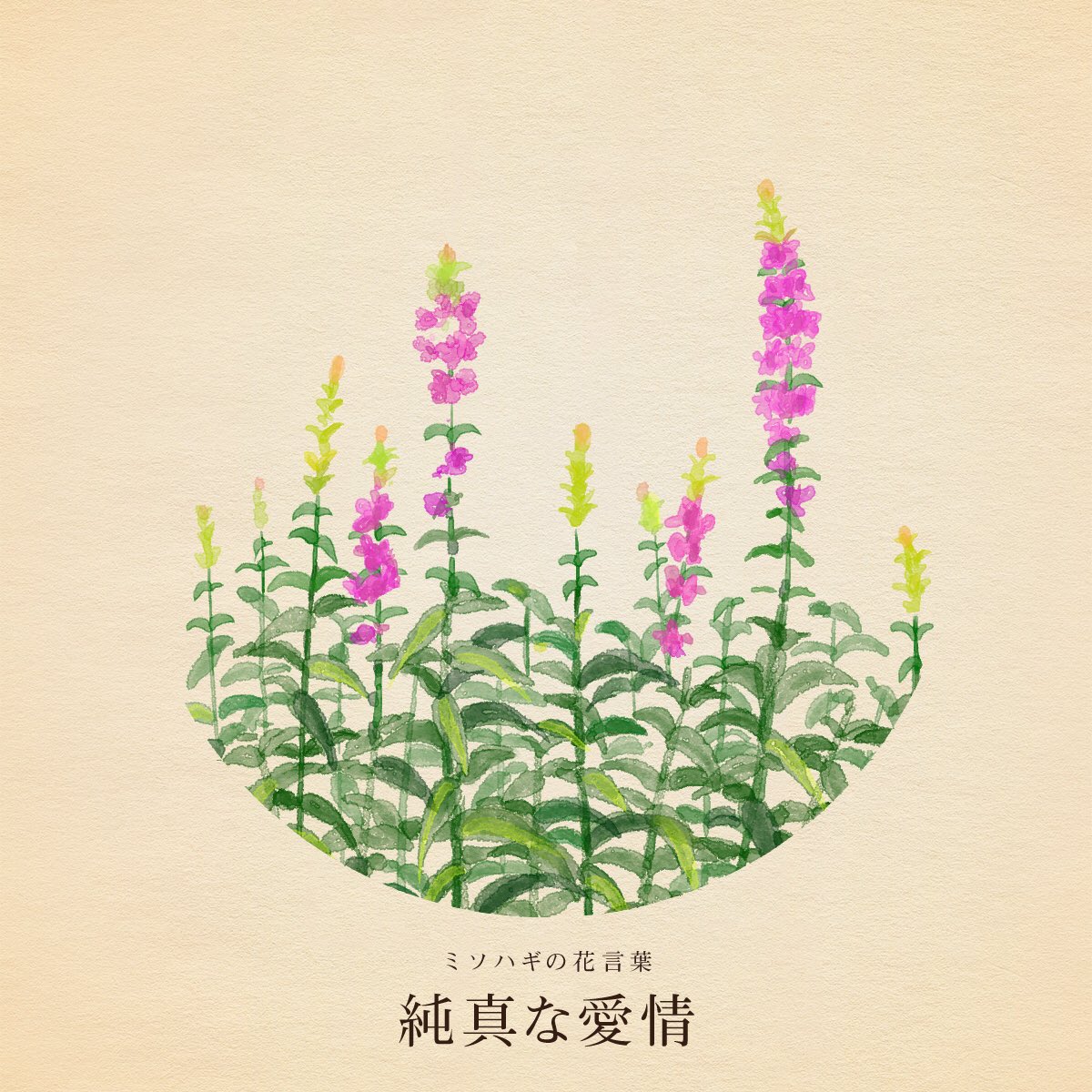hanacotoba_jp's tweet photo. きょう9月6日は
妹の日
黒の日
勾玉の日
鹿児島黒牛・黒豚の日
クレームの日
キョロちゃんの日
MBSラジオの日
カラスの日
黒にんにくの日
生クリームの日
松崎しげるの日
クロスワードの日
スポーツボランティアの日

黒豆の日
大豆の花言葉「必ずくる幸せ」

誕生花はミソハギ
花言葉「純真な愛情」 https://t.co/y3byyCyKNh