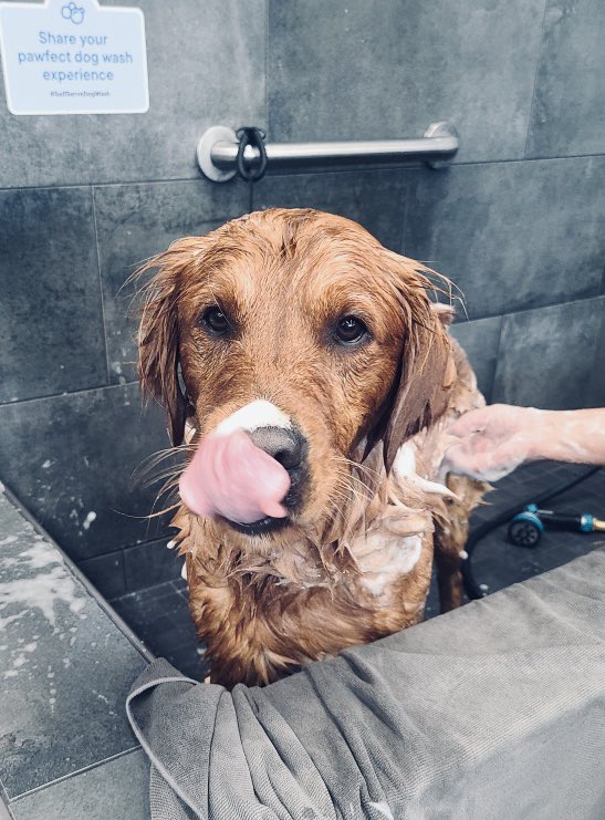 Chevy getting all lathered up on the first day of school 😃 🐶!
#cutecustomeralert #chevy #cutedog #dogsofinstagram #instadog #firstdayofschool #dogwash #dogbath #yeg #yeggers #yegdogs #yegdogwash #edmonton #northside #petvalu #loveliveshere ❤️ 🐾 #dogsofx