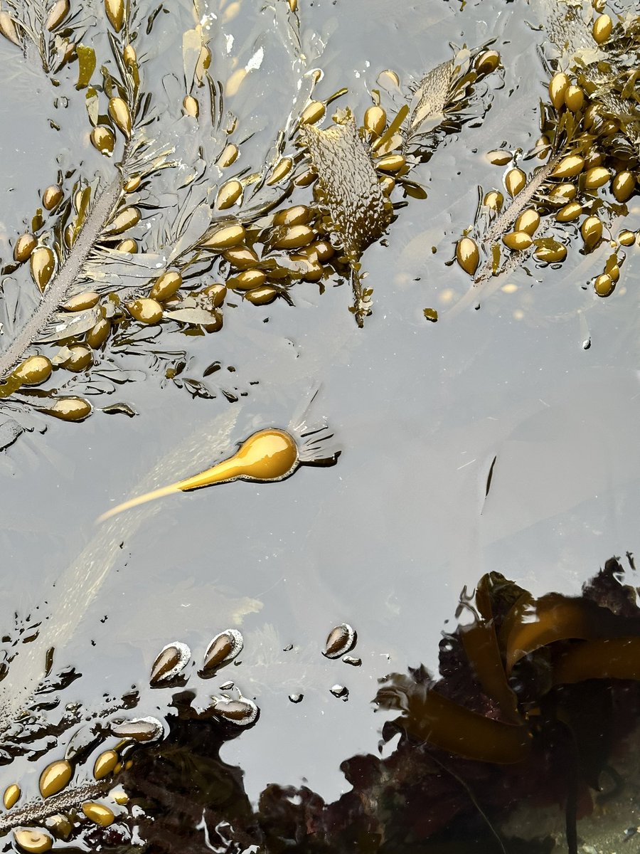 FarallonesNews's tweet photo. It’s the best day of the week: #TidepoolTuesday 🌊 https://t.co/D9VcVVXqJV