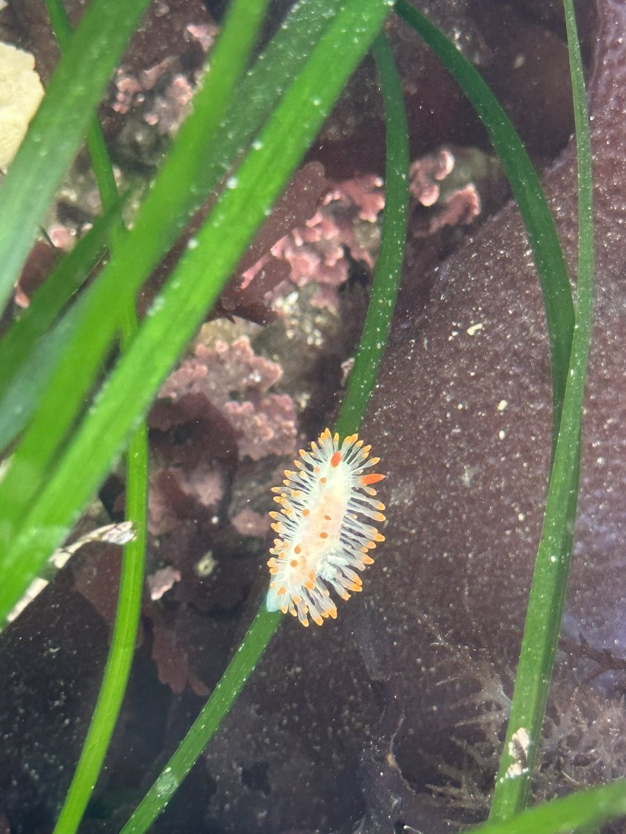 FarallonesNews's tweet photo. It’s the best day of the week: #TidepoolTuesday 🌊 https://t.co/D9VcVVXqJV