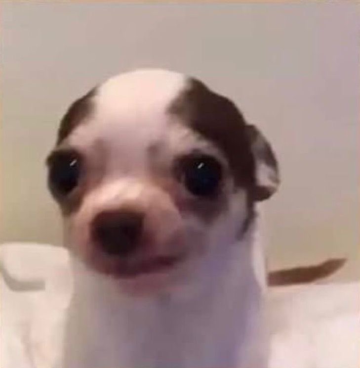 midzyluvsgf's tweet photo. i don’t think i’m going to stan someone more than chanelle. like if she debuted she would be my ULT ult bias https://t.co/QpxDAIRMvI