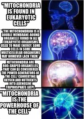 TigerPowerHouse's tweet photo. THE powerhouse of the cell. Second to none #idpowerhouseyourcells
#mitochondriaisthepowerhouseofthecell #givesyoutheenergyyouneed
#MHSOrganelleVote2023 https://t.co/CudhRKL4rW