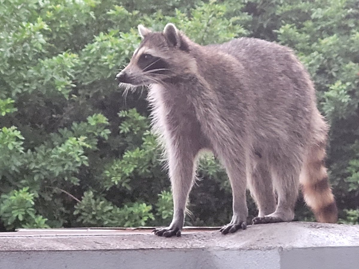 billeecox's tweet photo. Trying to #looknoble when you're better than #apossum but #farlessimpressive than #abear #soveryweak https://t.co/mx8H7Dl9v1