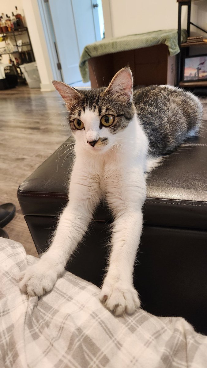 Shawn_Farash's tweet image. So. Something happened with Clover, our rescue.

We didn't know this when we welcomed her into our home and into our lives, but it turns out...

She was PREGNANT. We are expecting 4-6 kittens as per an X-ray...

They should be here in about three to four weeks!

@catturd2