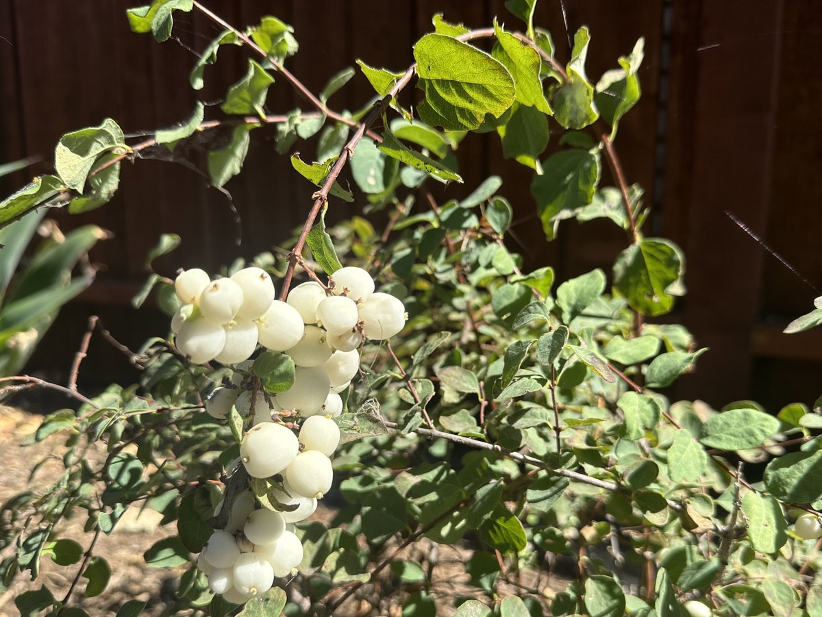 OCDudleya's tweet photo. Snow berries in Summer!
#Symphoricarpos #snowberry #California #CaliforniaNativePlants #garden https://t.co/8MgDGJnjFa
