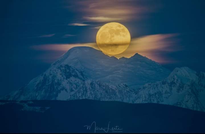 🌜moonlight🌛 tweet media