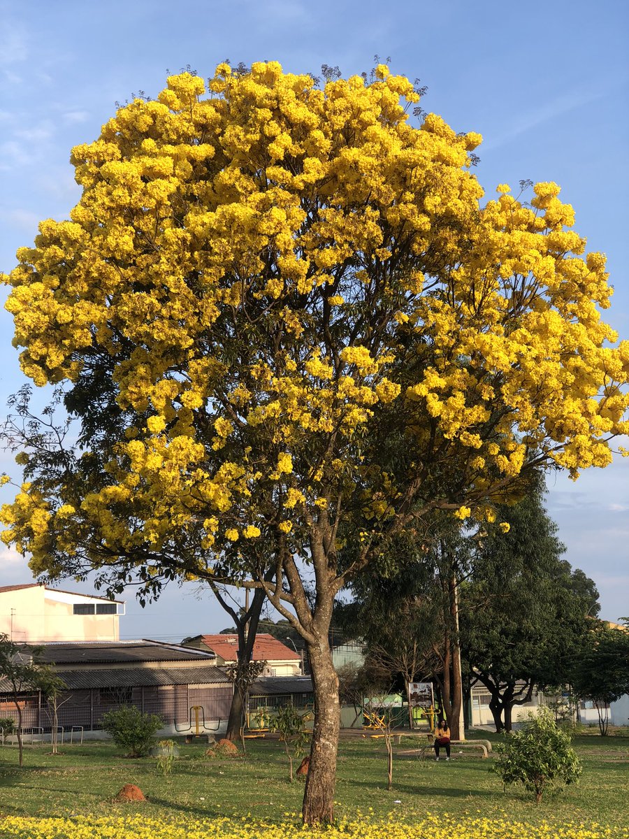 JailsonAC's tweet photo. O Ipê na frente da escola.
Lindo demais! https://t.co/N9zlI3xWuV