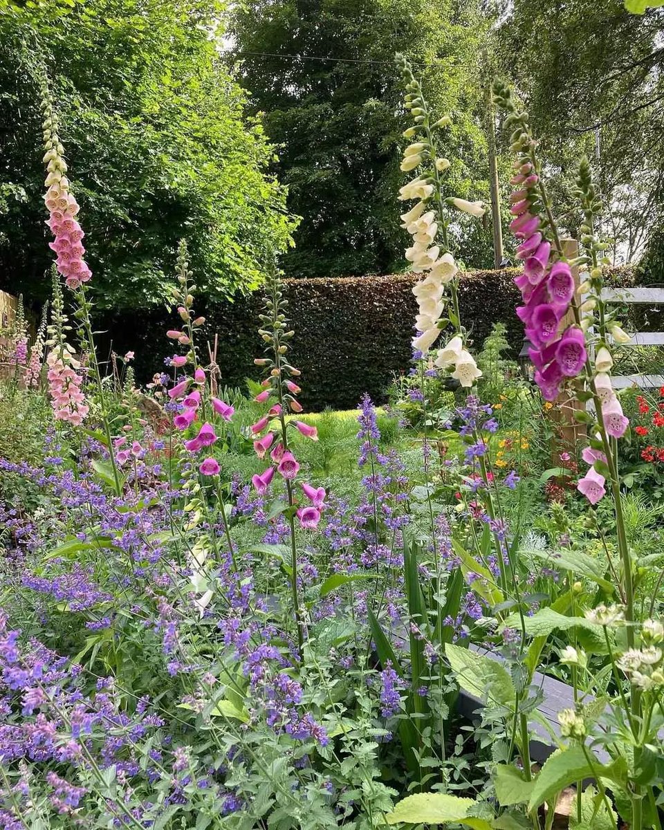 Foxgloves are always worth the wait 💚🌿