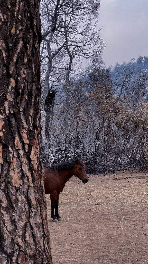 SarahJLally's tweet photo. https://t.co/I62WEibH0S Please donate if you can. My fundraiser for #Rancheros #horse #sanctuary in #EVIA #Greece...Every pound will make a difference to us, thanku x #animalrescue #wildfires #horserescue #helpingothers https://t.co/xKfD8QR2ND