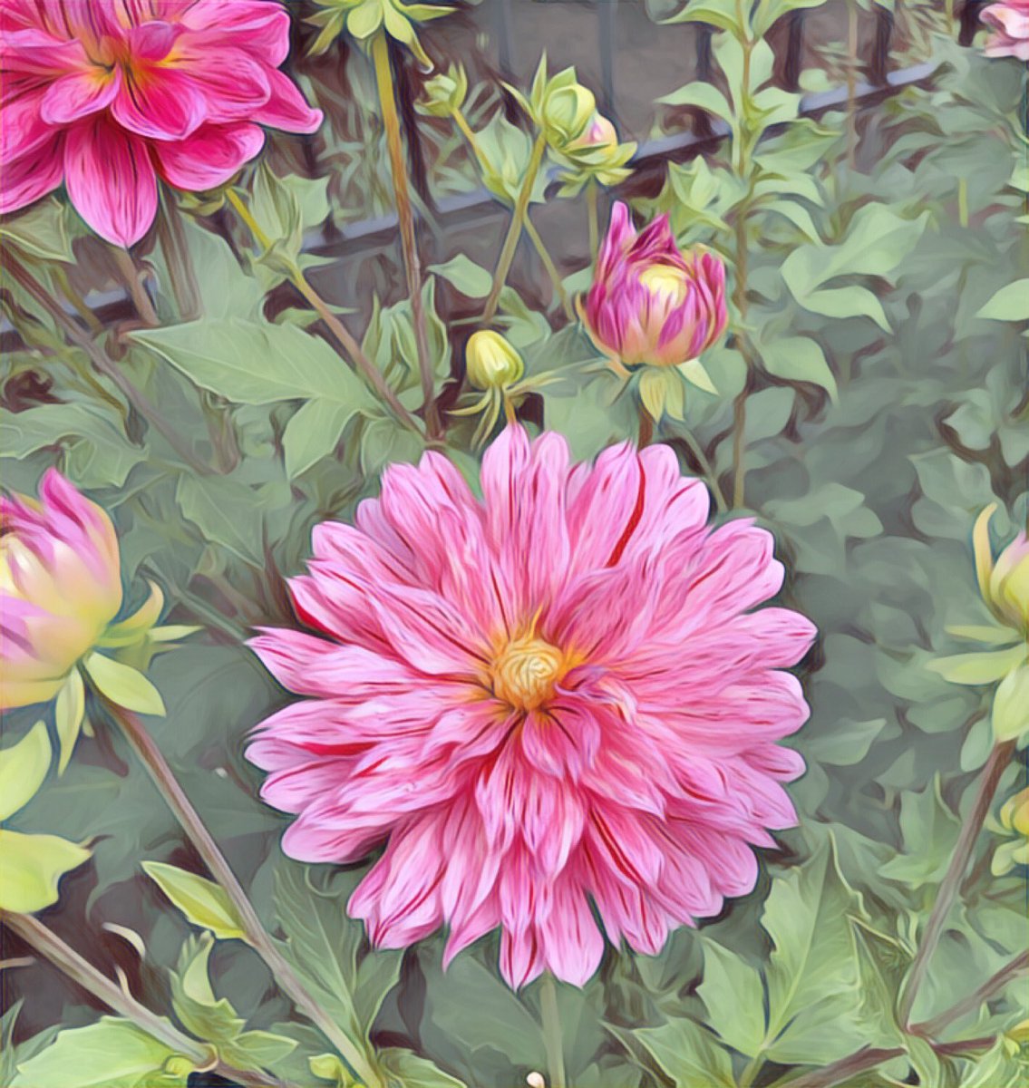 Another pink Dahlias photo from Swan Island Dahlias in Canby. Converted to #artwork using #PicsArt and #oilpaintingeffect along with #sketchymagicfilter #dahlias #pinkflowers #canbyoregon #PacificNorthwest #halfcentproject #jonathanlhall