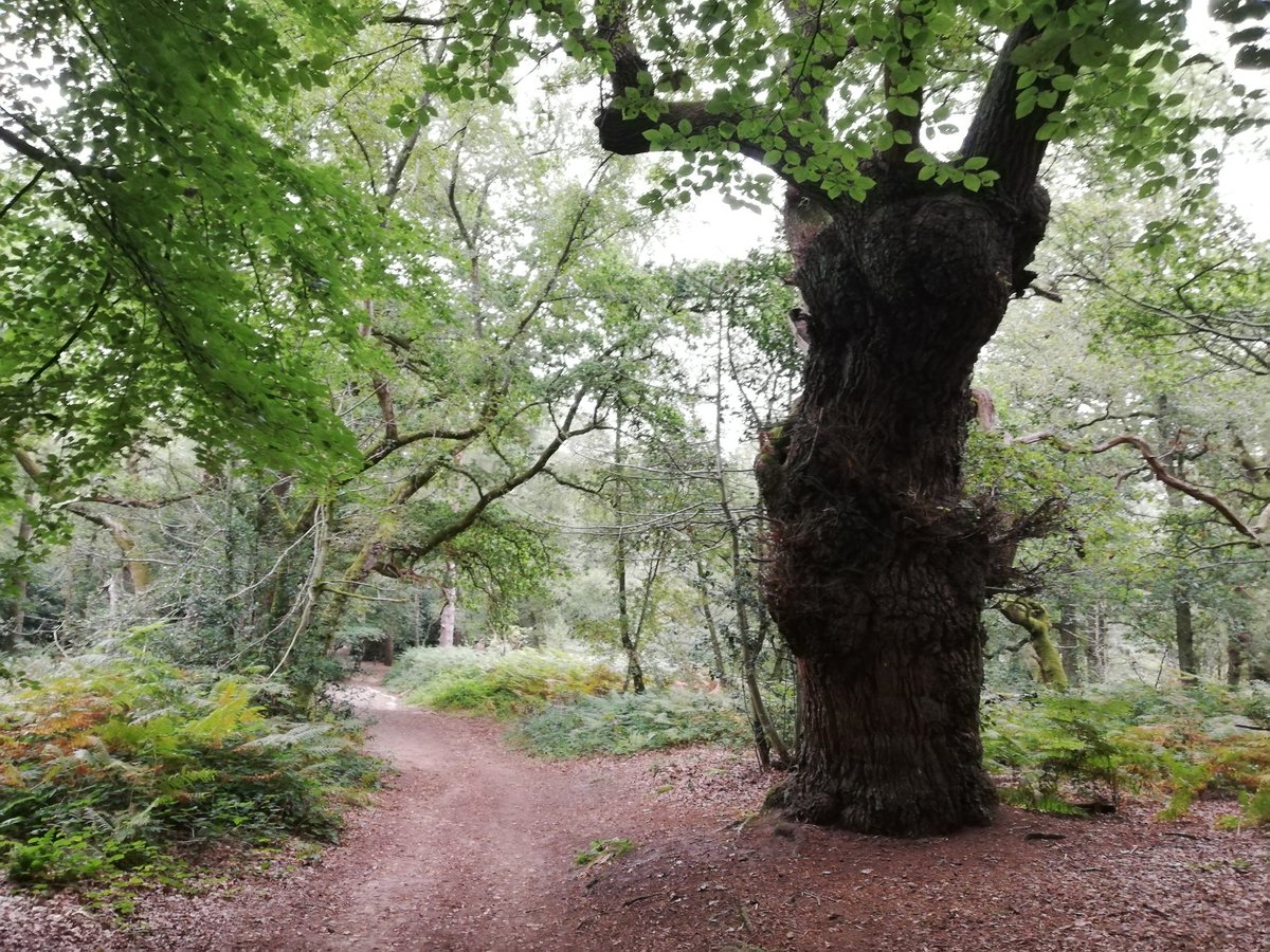 Met this whopper of a stunning oak the other day. It's full of history and stories to tell, if only it could talk ❤️ 🌳🌳🌳

#thicktrunktuesday #trees #nature #gentlegiant #oak #quercusrobur