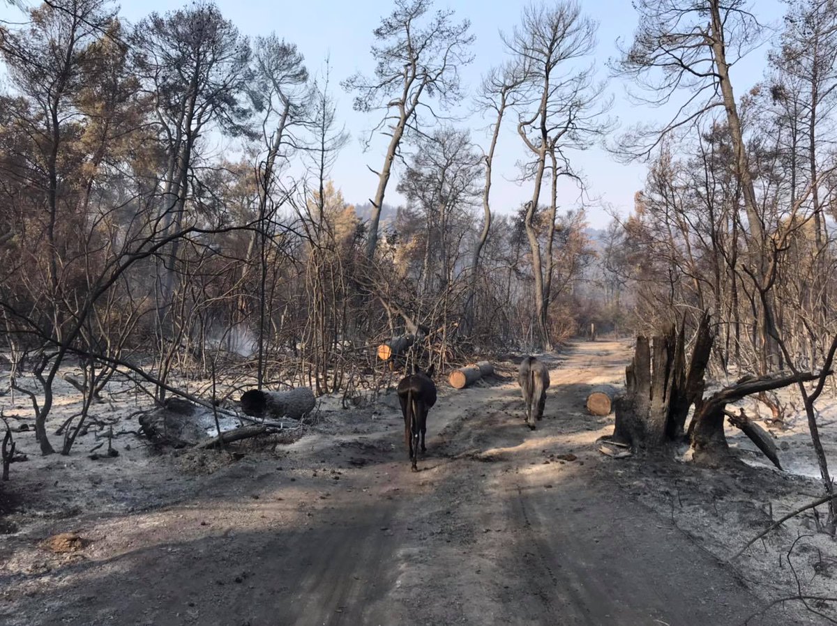 SarahJLally's tweet photo. https://t.co/I62WEibH0S Please donate if you can. My fundraiser for #Rancheros #horse #sanctuary in #EVIA #Greece...Every pound will make a difference to us, thanku x #animalrescue #wildfires #horserescue #helpingothers https://t.co/xKfD8QR2ND