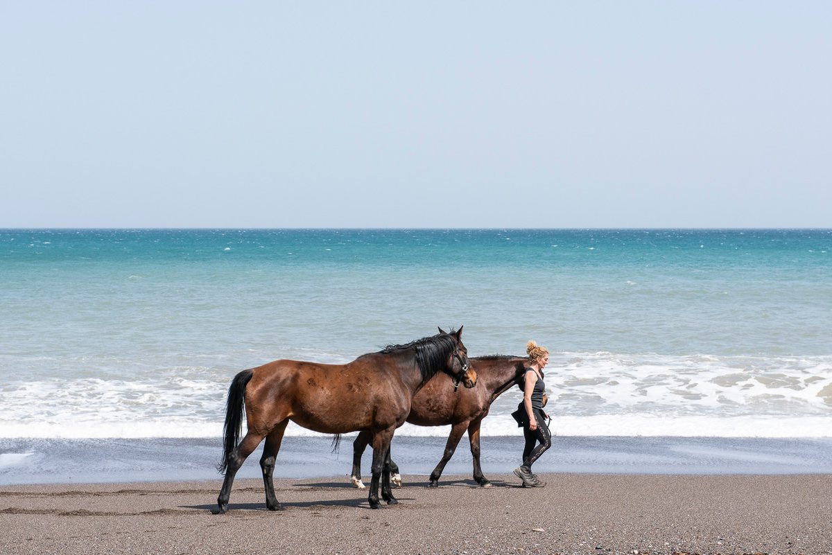 SarahJLally's tweet photo. https://t.co/I62WEibH0S Please donate if you can. My fundraiser for #Rancheros #horse #sanctuary in #EVIA #Greece...Every pound will make a difference to us, thanku x #animalrescue #wildfires #horserescue #helpingothers https://t.co/xKfD8QR2ND