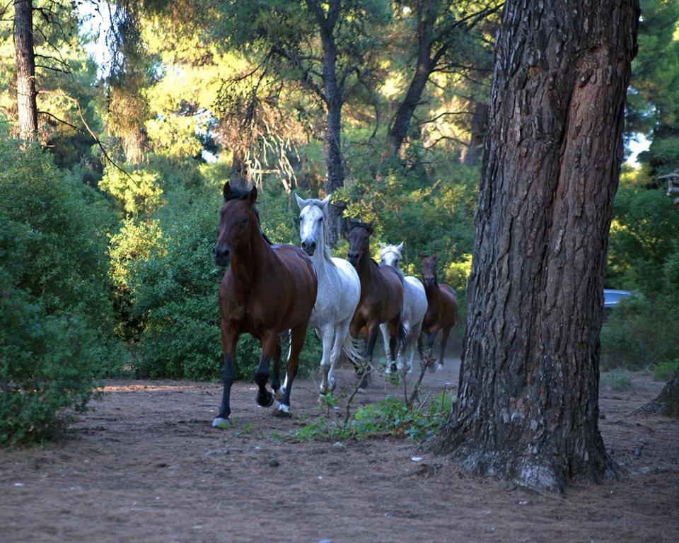 crowdfunder.co.uk/p/a-forever-ho… Please donate if you can. My fundraiser for #Rancheros #horse #sanctuary in #EVIA #Greece...Every pound will make a difference to us, thanku x #animalrescue #wildfires #horserescue #helpingothers