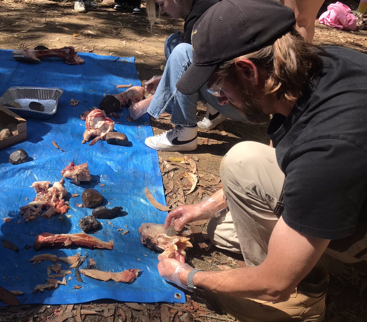 eva_martellotta's tweet image. Lots of fun yesterday during our #bonetools lab!
Our amazing students learned how to manufacture and use bone #retouchers, a very common tool in the #Palaeolithic.
…we even had some locals popping up to learn about #Archaeology! 🦎 😎
@ARCHE_Griffith