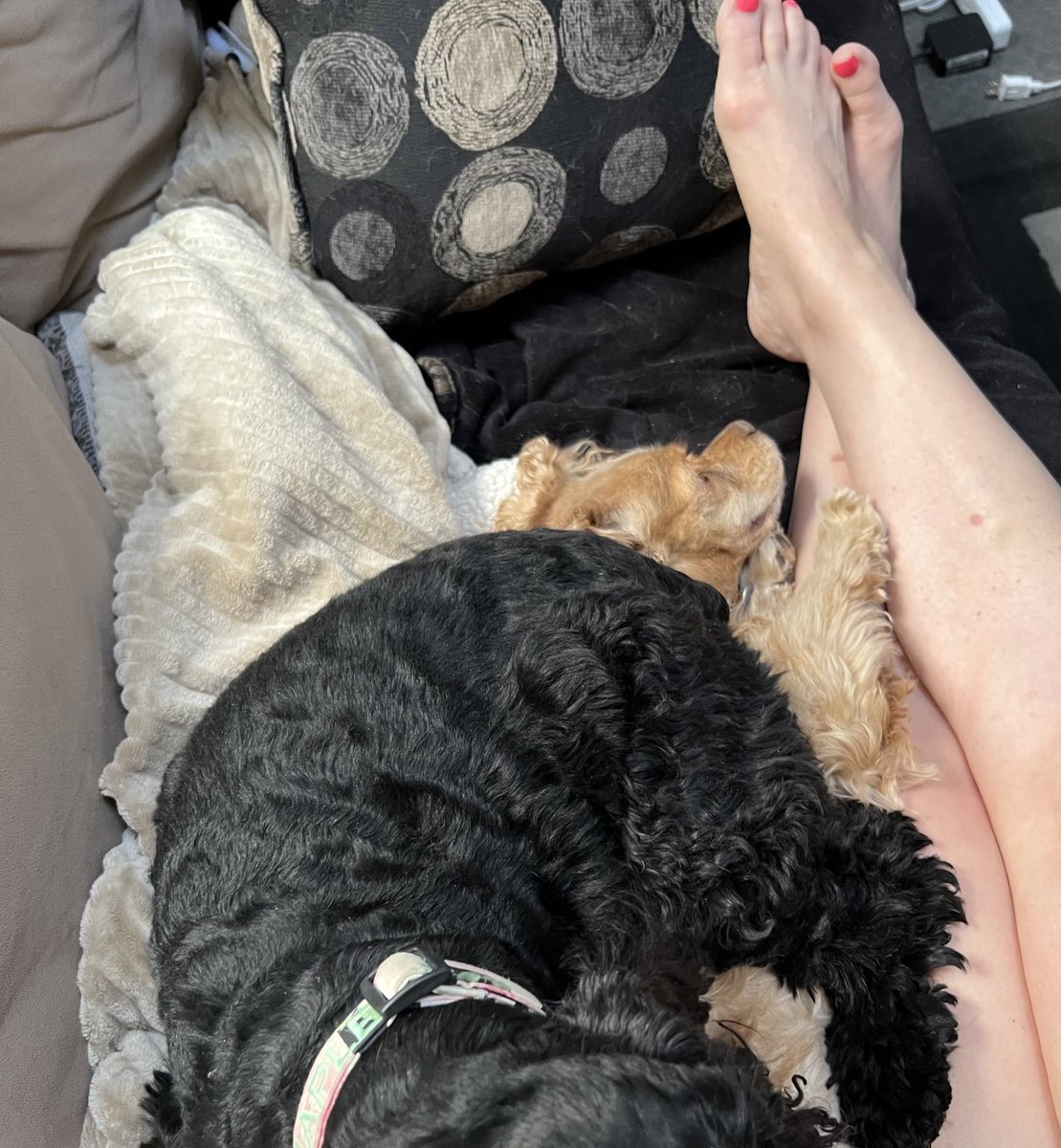 LadybugBarkAlot's tweet image. Hoo came home from work early! Sez she has somefing 19. Nurse ❄️ administering TLC. Nurse 🍁 sez Nurse ❄️ is vv comforting, er, comfortable