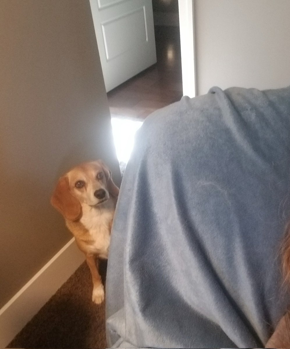 pacey_car's tweet photo. MomMoo!! Your clock must be an hour off! I say it's dinner time now!! #beagle #dogsoftwitter https://t.co/wqrVVrTq82