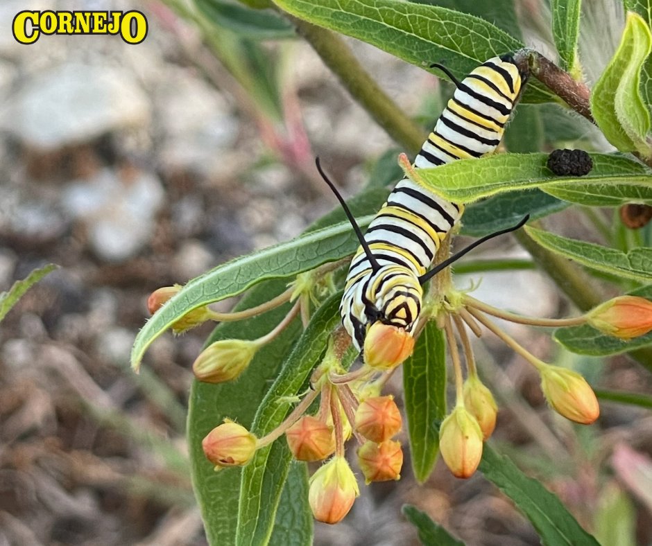 The #CornejoCrew's certified gold #sustainability site at North Wichita Sand was recently featured in @WildlifeHC's Member Spotlight series! Check it out here: loom.ly/7wIqdnw