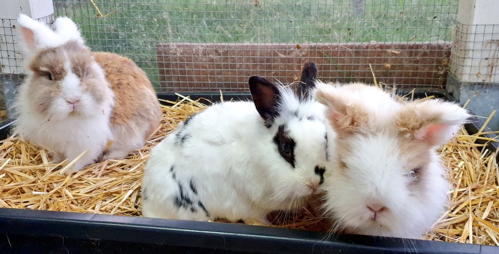 Floof with 12 peets.
#bunnies #bunniesoftwitter