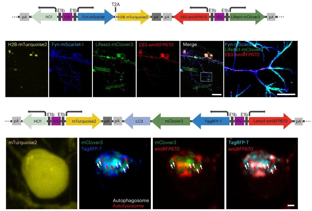 Interested in near-infrared fluorescent proteins but don't know where to start? Our very first Registered Report can help! In it Piatkevich and colleagues perform a quantitative comparison of NIR FPs (and some far-red) in vitro, in cells, and in vivo. nature.com/articles/s4159…