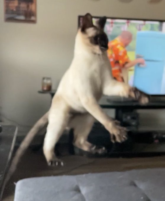 The Shining episode got hit with copyright, and Burt is in full jump scare mode. https://t.co/AxPSWU<a href="/tag/caturday"class="tags"><span>#caturday</span></a>