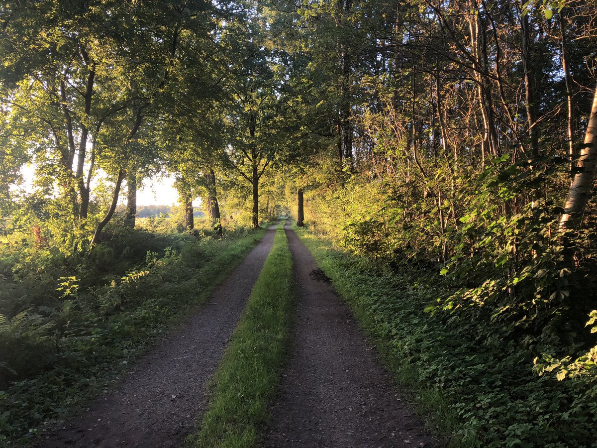 redmanphill's tweet photo. Sunset on the Heidschnuckenweg this evening, about 1km to go still. It’s a lovely trail! #wandern #thishikelife #hiking https://t.co/1nYKm2mR1M