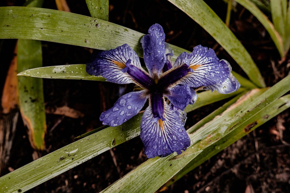 ‘Beauty surrounds us, but usually we need to be walking in a garden to know it.’-Rumi 
#thenextgreatadventure #neworleans #cityparkneworleans #optoutside #adventureawaits #neverstopexploring #lumix #lumixg7 #lumixphotography #lumixmoment #changingphotography #yourshotphotographer