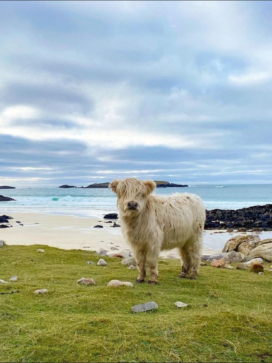 VisitScotland's tweet photo. A coo with a view - a match made in #Scotland! 👌 Happy #Coosday! 💙

📍  Brenish, Isle of Lewis, @OuterHebs 📷 IG/ruthamorrisonjewellery https://t.co/UPMyx8iBuo