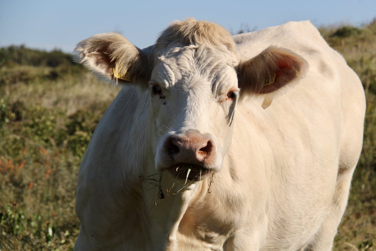 Dick van der Plas tweet media