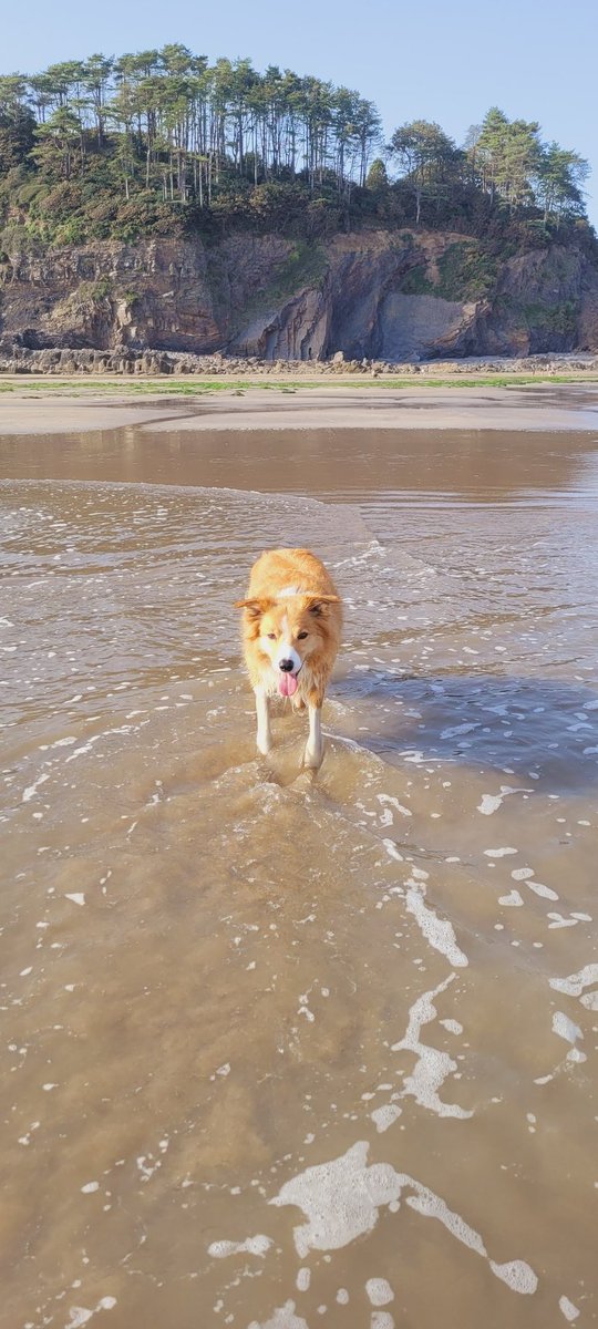 Charlie keeping cool on Amroth beach today 😍😎🐕❤️🏴󠁧󠁢󠁷󠁬󠁳󠁿 @MarkPerks2021 @wynneevans @CarolPoyerPeett @ItsYourWales @DiscoverCymru @Dogsofpembs #welshsheepdog #livingthedream